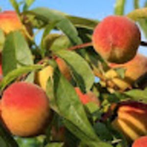 Meet your Posher, Evelyn